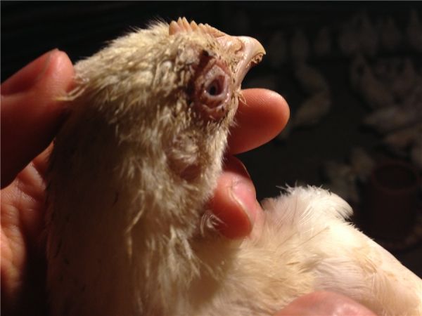 鸡生病眼睛肿是什么病,养鸡的鸡眼睛怎么治疗