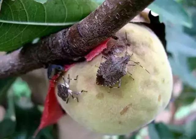 桃树虫害的防治在什么时间最好,桃树虫害防治全年用药图