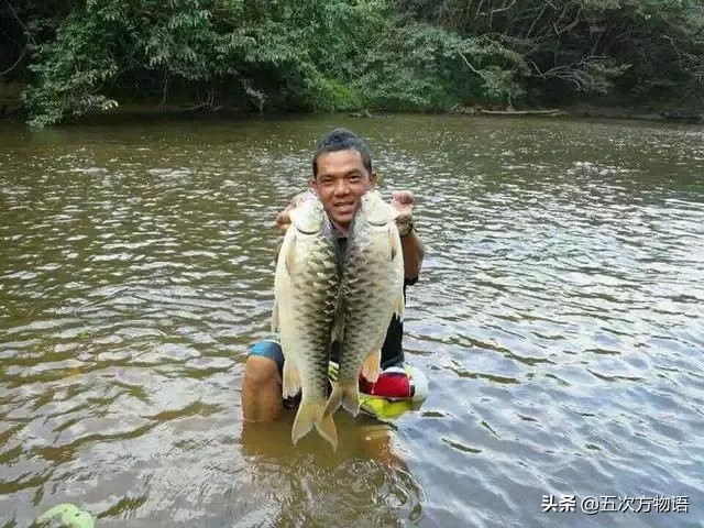 最神秘的淡水鱼,世界上最好吃的淡水鱼