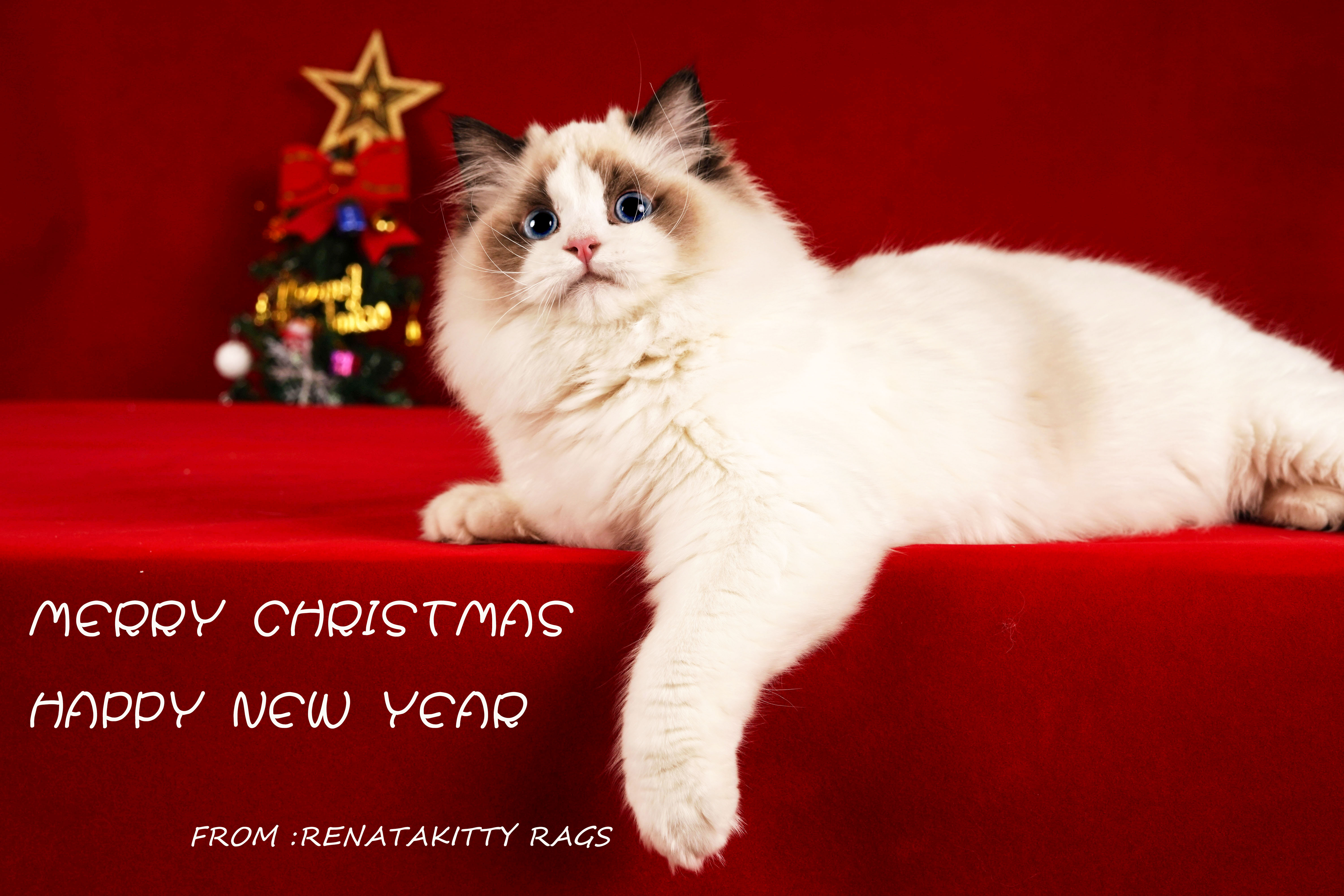 最好看的猫爪杯,猫爪杯好抽吗