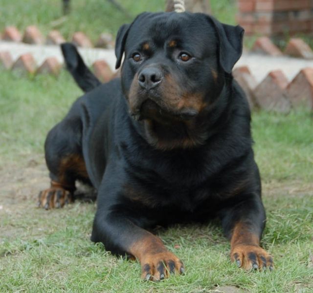 东德牧羊犬拉血是怎么回事,牧羊犬为什么会拉血呢