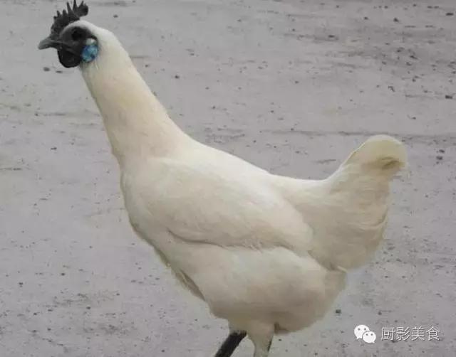 全世界的鸡都在这了，有你认识的吗？