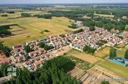 许昌哪个村？95%以上的村民都在跟“树”打交道