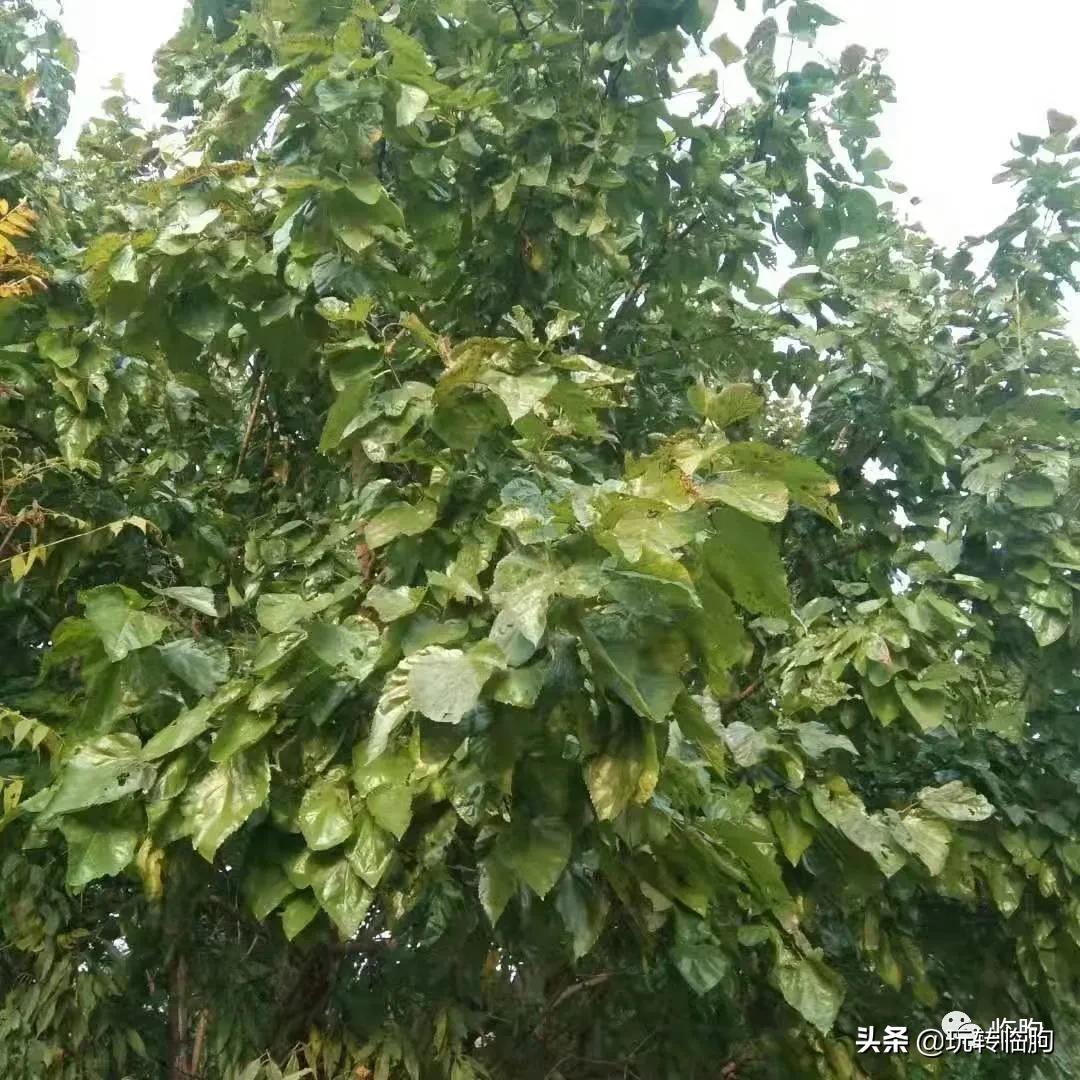 蚕农养蚕记,养蚕记朗读