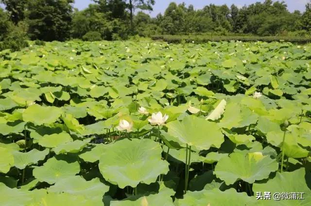 蒲江乡村风光,四川十大贫困县蒲江