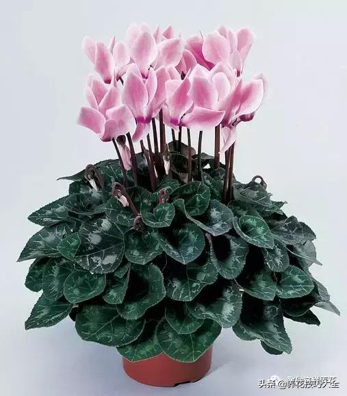 绿萝吊兰怎么去甲醛,这4种花比吊兰绿萝好养