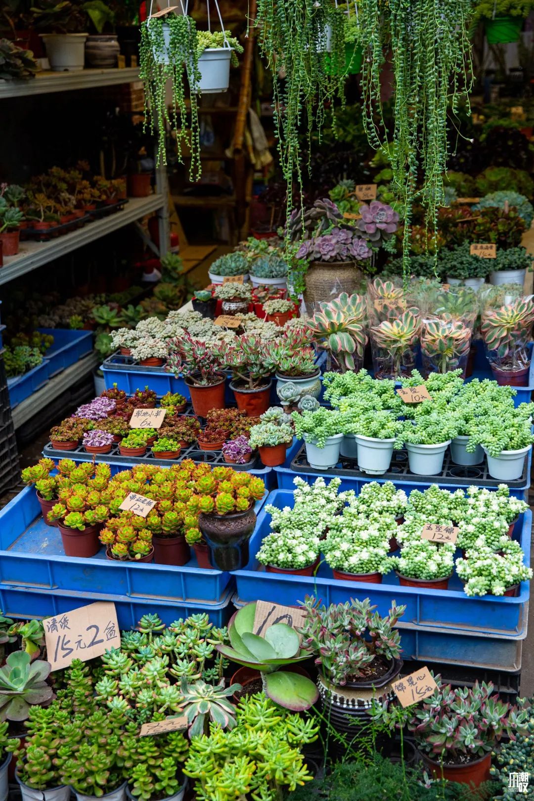 深夜去广州的花卉市场买花,如何逛斗南花卉市场买花便宜