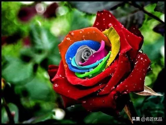 手工玫瑰怎么制作,玫瑰花手工制作白玫瑰