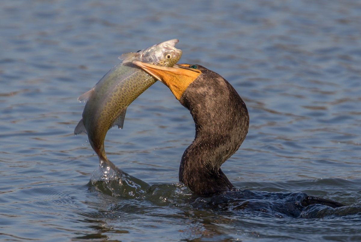 渔民捕捞鱼技巧,失传的鱼鹰捕鱼技巧