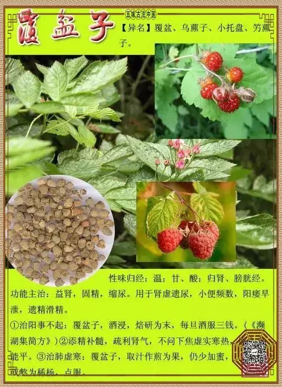 覆盆子补肾养肝,覆盆子补肾补肝吗