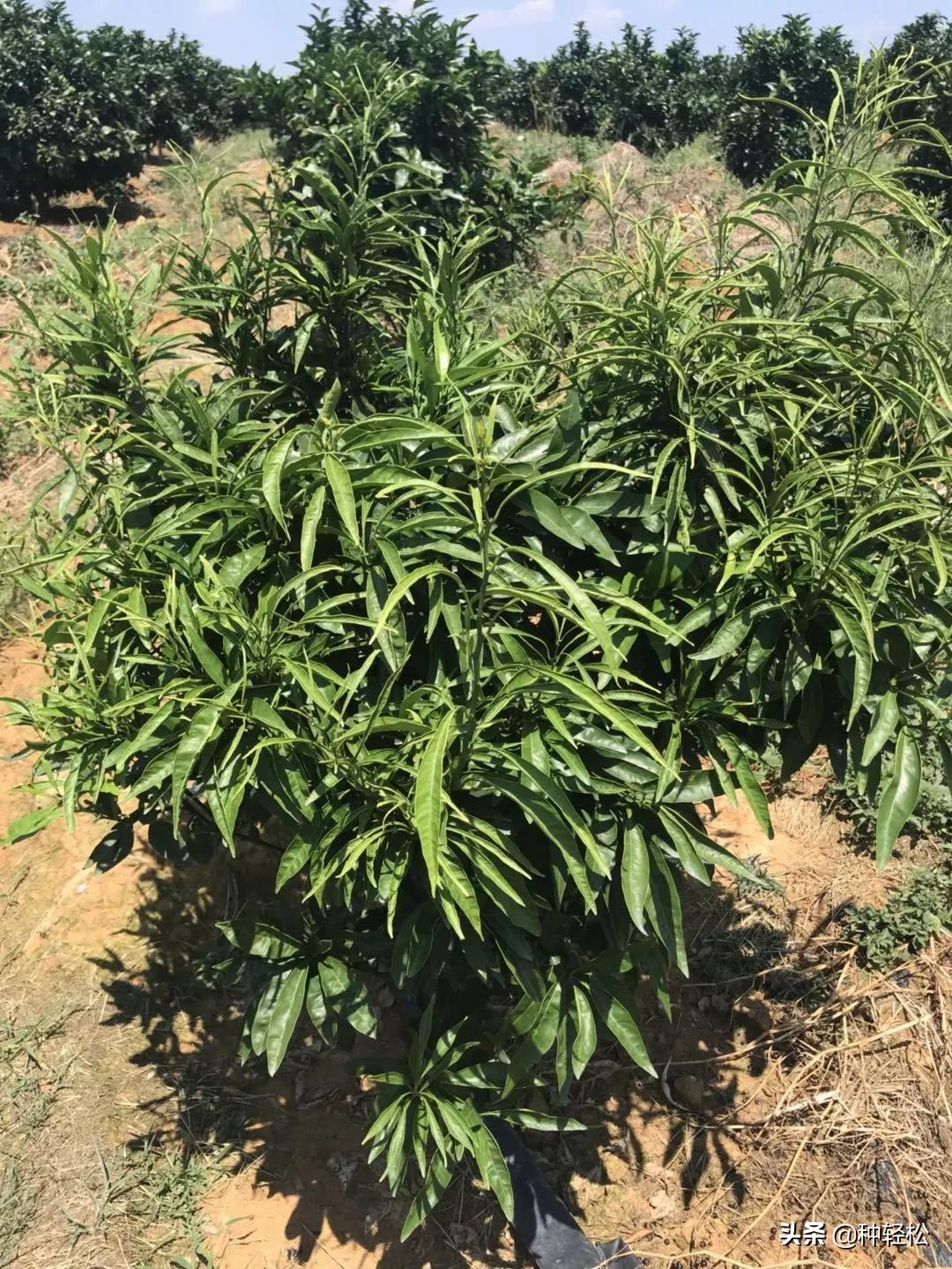 搞农业真的难吗,不打除草剂能除草的方法