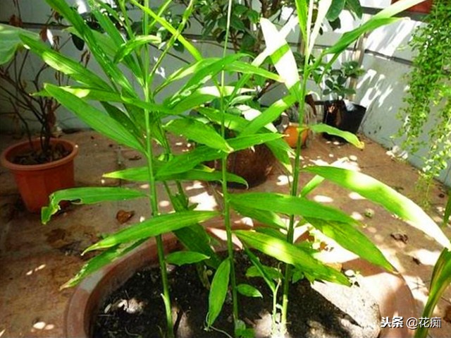 姜山水培方法,姜山盆景种植