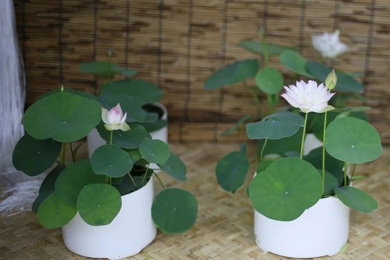 碗莲结了藕想让它再次开花怎么种,碗莲种藕生长到开花全过程