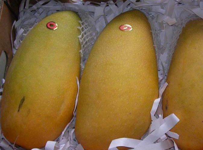 可以吃芒果但不宜吃得过多,爱吃芒果的一定要注意什么