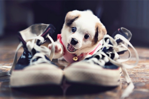 狗狗咳嗽是什么原因导致的,狗狗咳嗽是怎样的症状