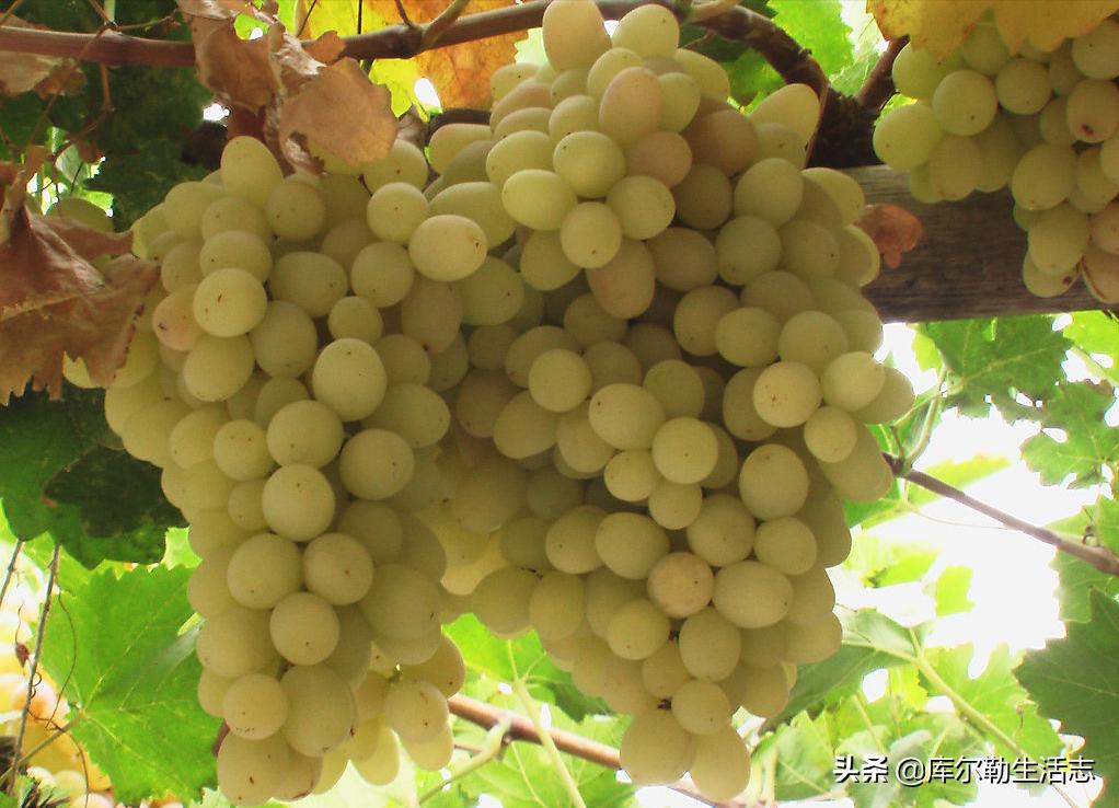 新疆哈密新品种葡萄,新疆新品种葡萄
