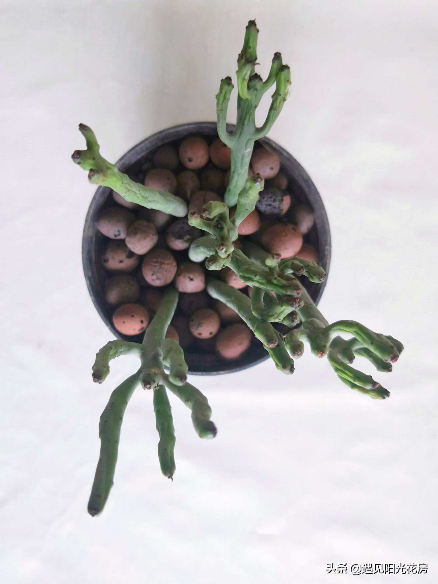 树干发黄发硬怎么回事,光棍树杆子干瘪是什么原因