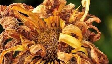 万寿菊感染斑枯病和花腐病,掌握这五个办法,枯萎病斑立马褪散