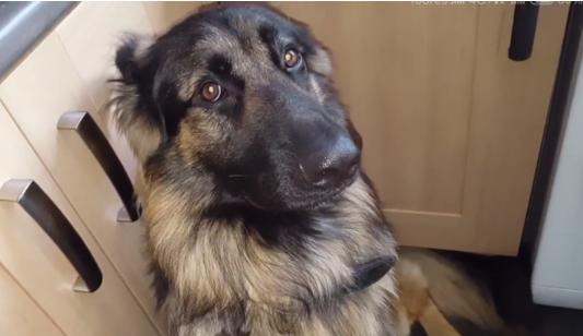 你能读懂狗的肢体语言吗,如何看德牧的性格