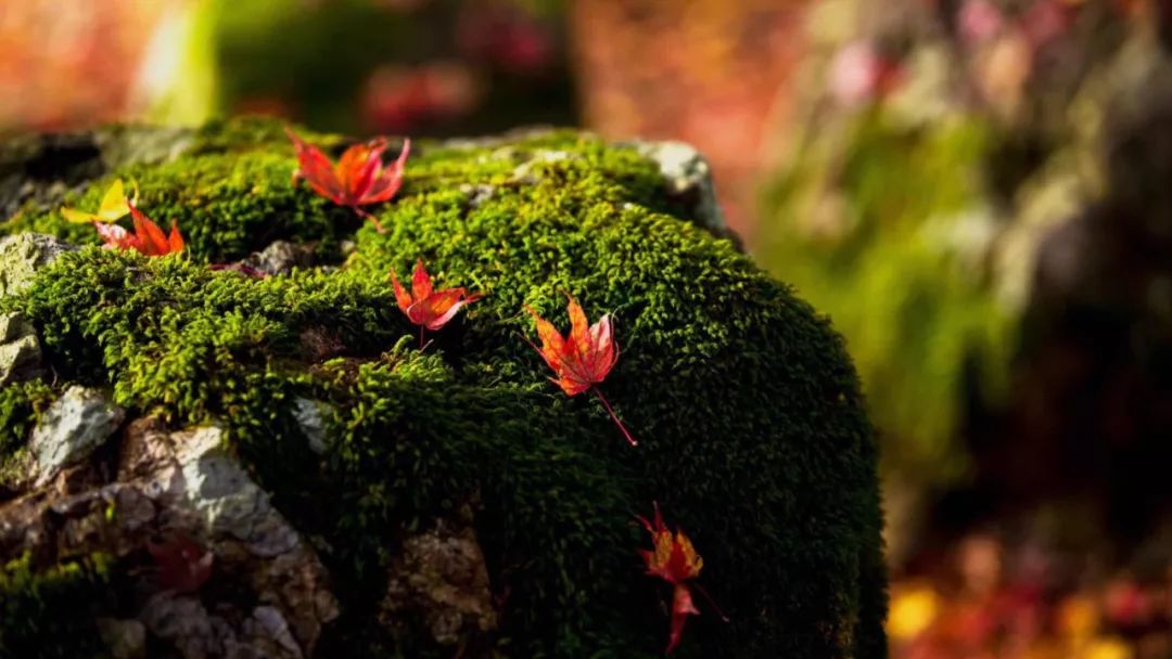 中华经典诵读作品100篇,古文经典诵读版