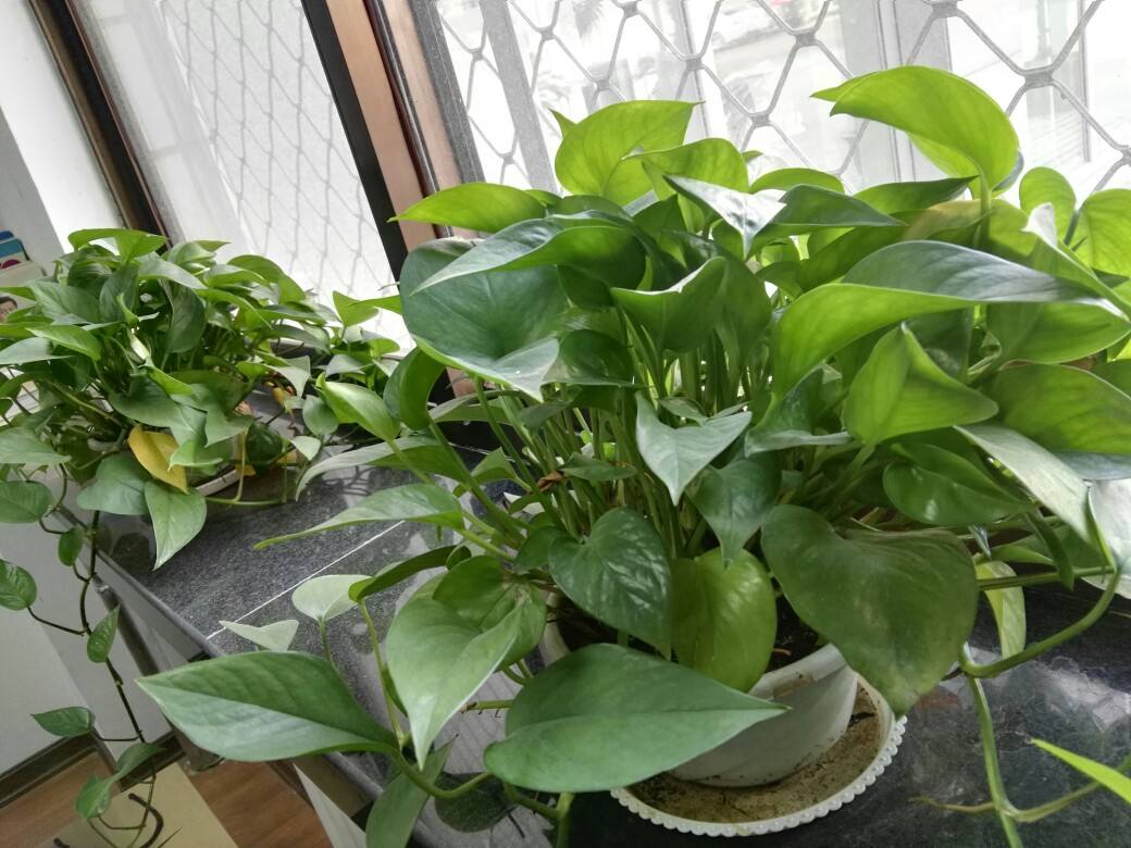 绿萝冬天浇水正确方法,绿萝冻伤怎么办