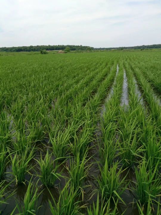 淘宝特价上面的五常大米真的假的,gbt19266假五常大米