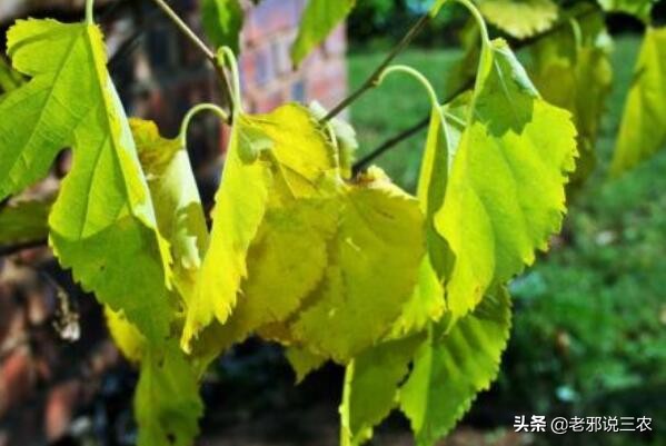 矮化桑树换完盆黄叶,桑树枯萎怎么处理