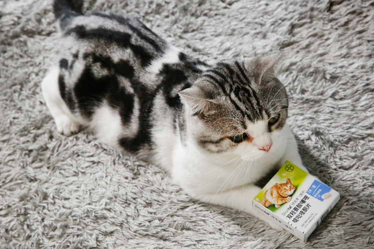 猫咪驱虫滴剂哪个牌子好,猫驱虫拜宠清和拜耳有啥区别