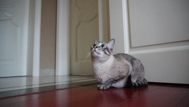 有多少人养猫，头都大了？简述一下我的养猫历程