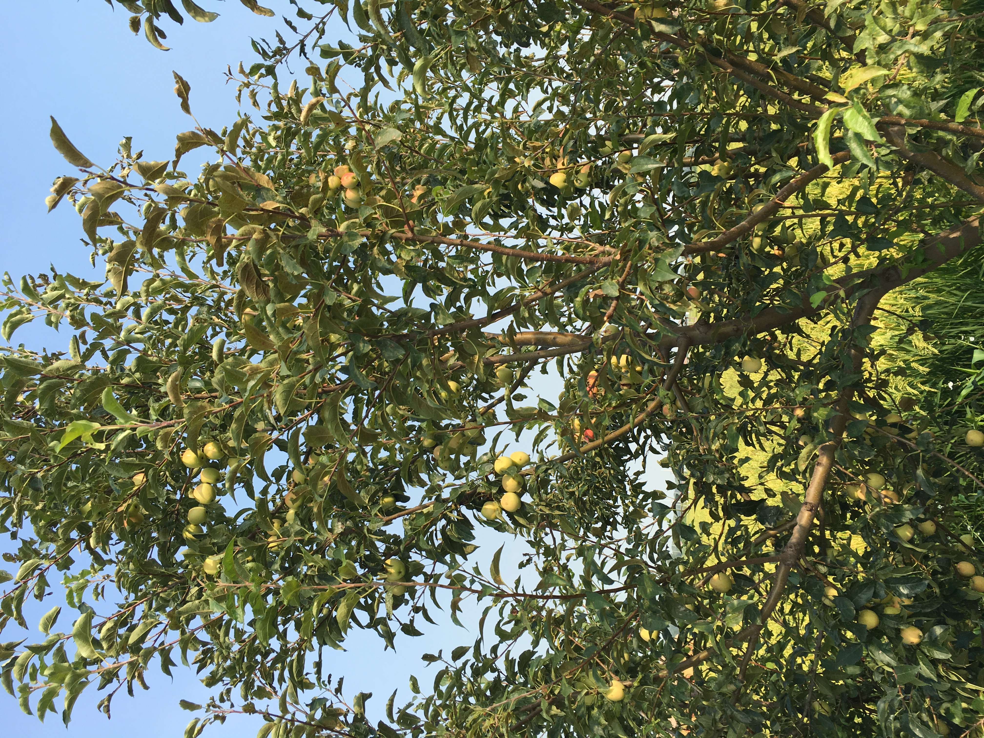 沈阳稻梦空间景区旅游攻略,沈北稻梦空间旅游攻略