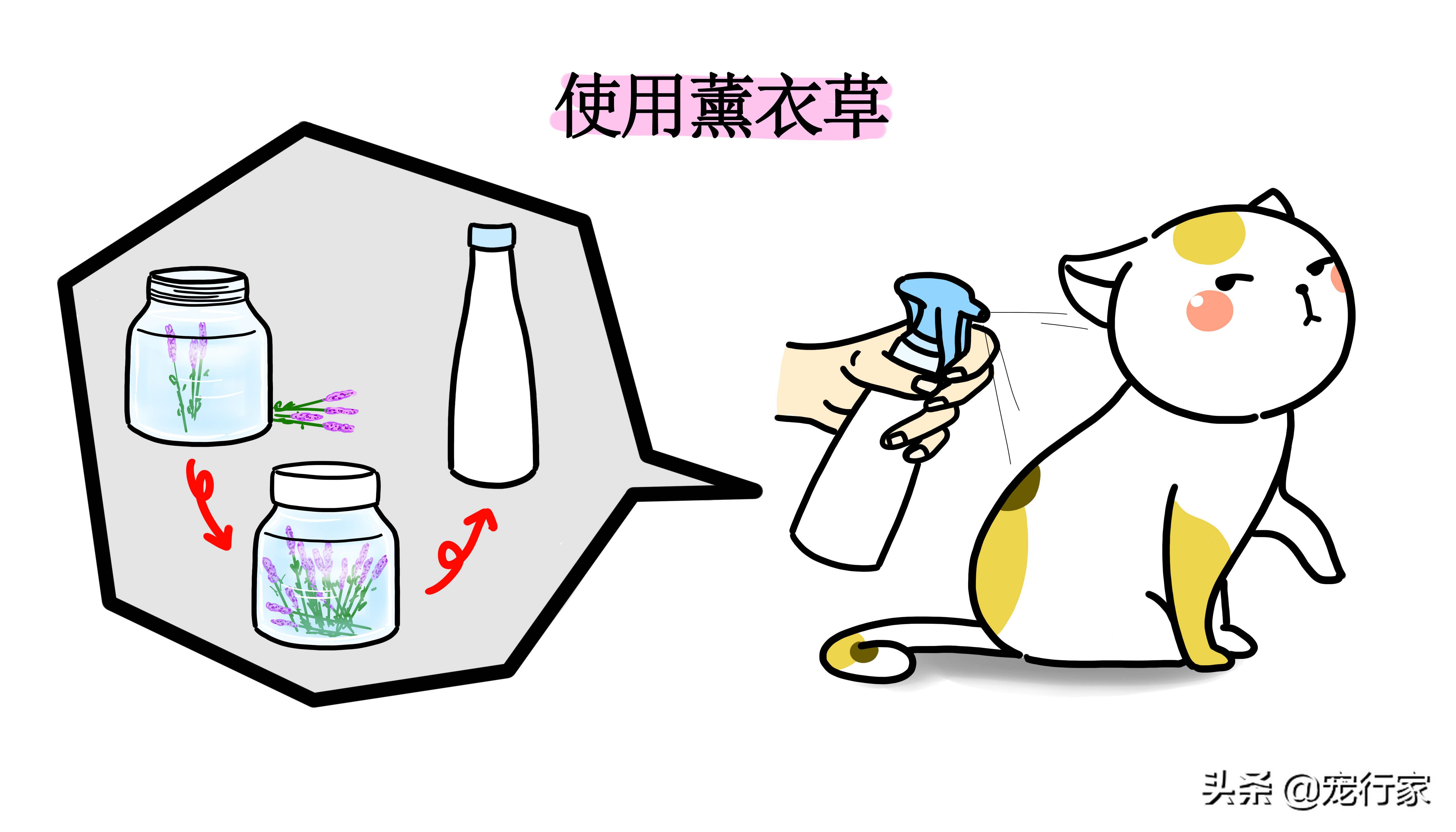 家里猫有跳蚤做了驱虫之后怎么办,当被跳蚤咬了该怎么办