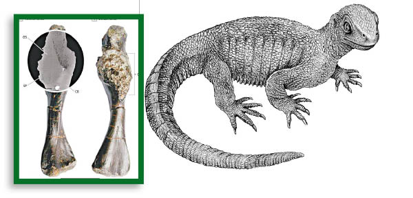 有壳的动物有哪些,有壳的动物有哪些呢