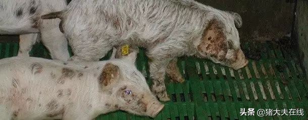 再碰到仔猪渗出性皮炎，你就这样处理......