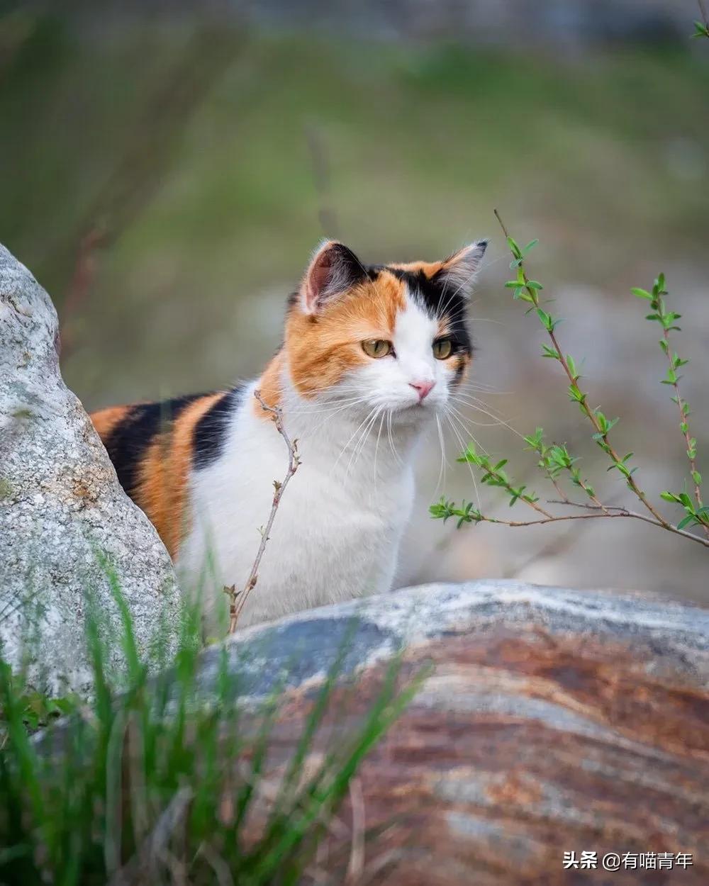 漂亮的三花猫欣赏,最迷人的三花猫