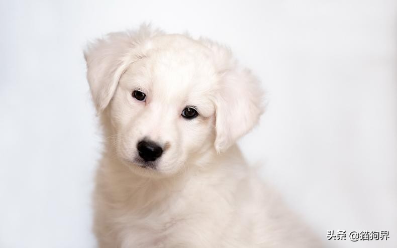 狗狗皮屑多用什么土办法治疗,狗狗身上掉皮屑还掉毛怎么回事