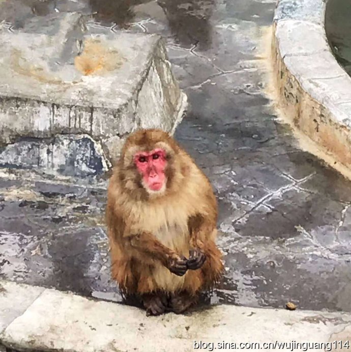 日本猴子冬天泡温泉原因,日本雪里泡温泉的猴子