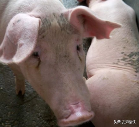猪的泪斑特别严重什么原因,猪长泪斑怎么治疗