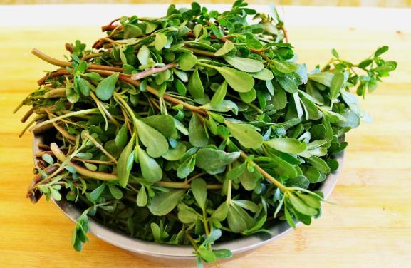 农村常见野菜马齿苋,马齿苋是最养人的野菜