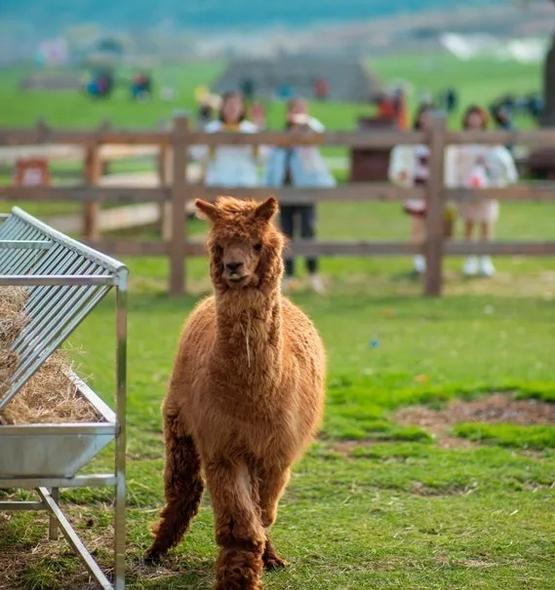 2023年三寰牧场最新攻略,三寰牧场攻略最新