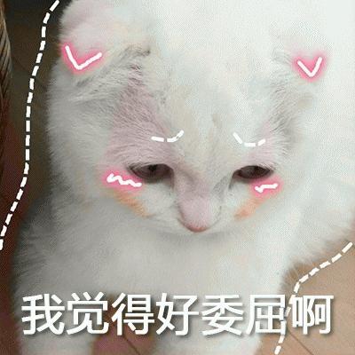 怎么让别人家的猫咪喜欢你,怎么让你家猫咪爱上你