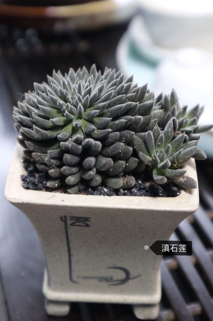 多肉名字怎么记,多肉的品种图片及名字寓意