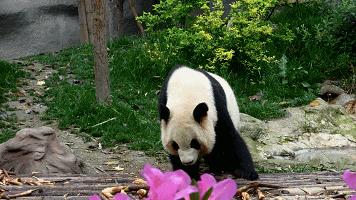 美白淡斑水润面膜,雅致美白水润面膜