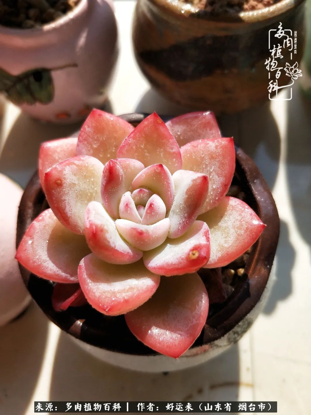 世上怎么会有这么可爱的生物,这世上怎么会有那么可爱的小可爱