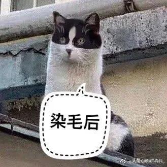 喷墨机为何突然对猫下此毒手?