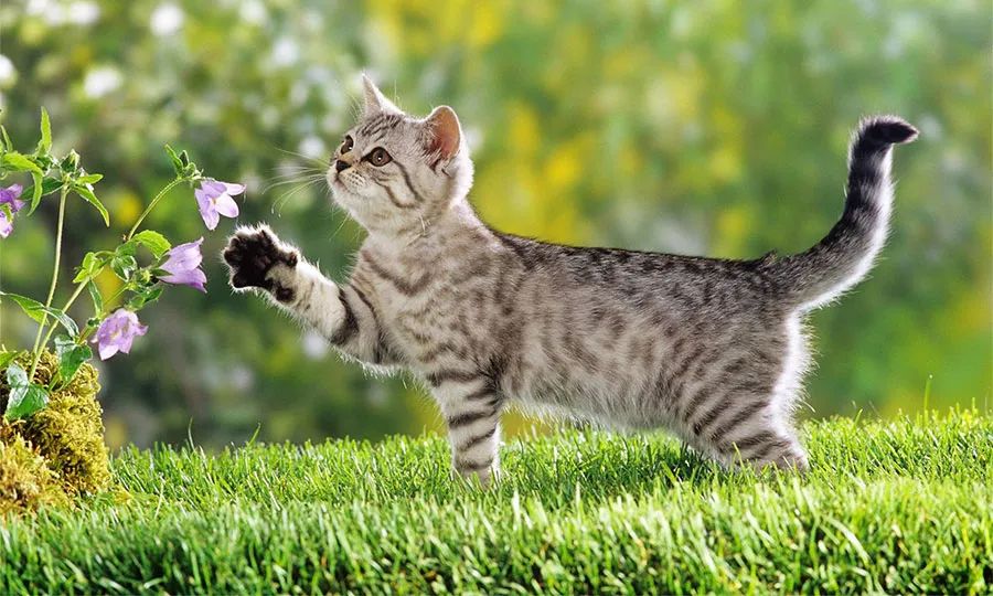 儿童画草丛立体剪纸,小猫在草丛睡觉简笔画