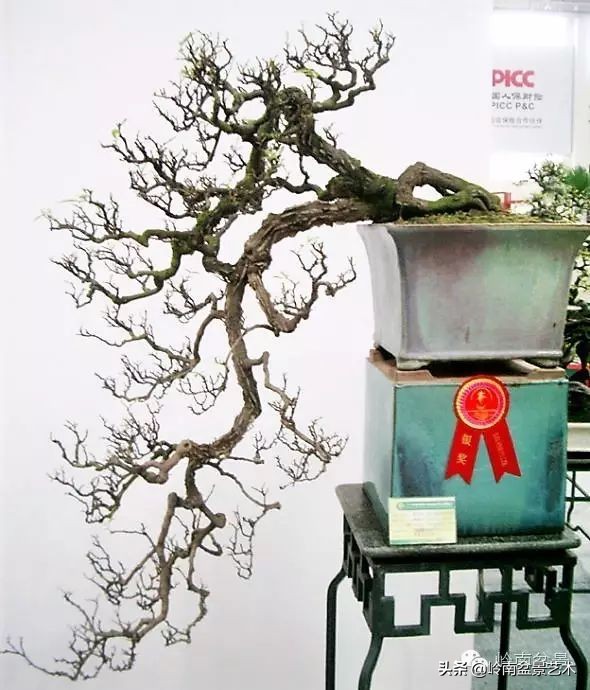 杂木盆景也毫不逊色,杂木盆景值钱吗