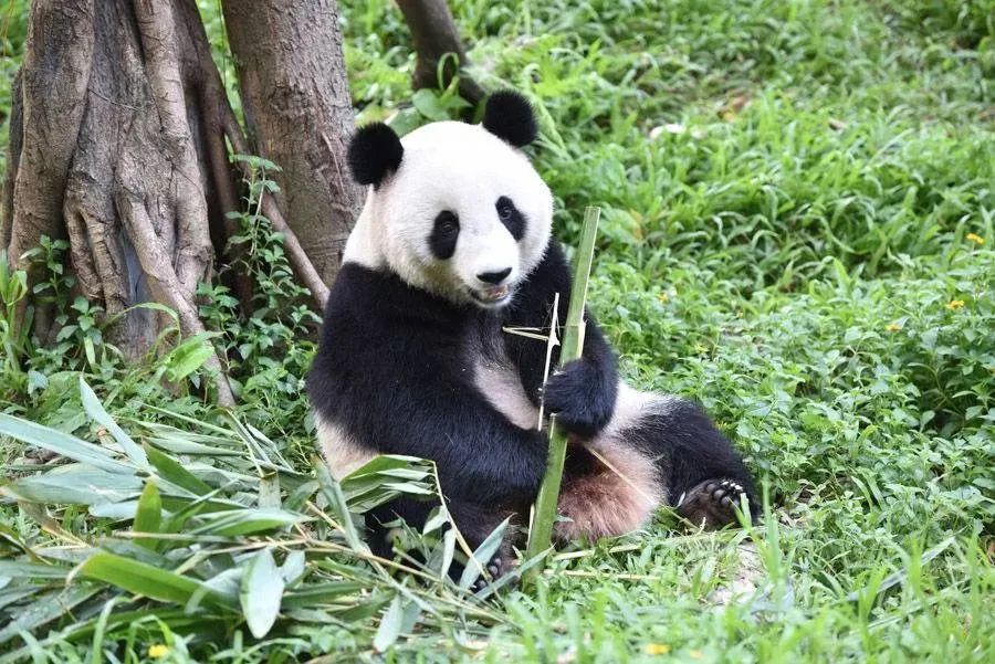 长隆野生动物世界暑假攻略,广州长隆野生动物园亲子一日游攻略