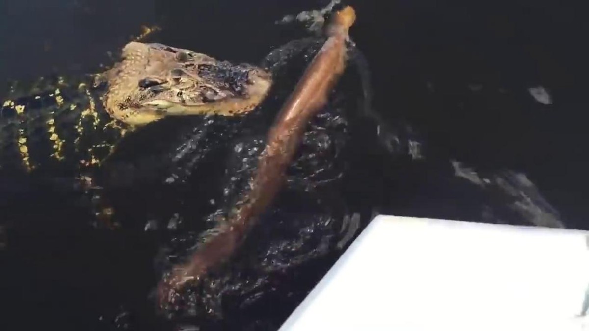 鳄鱼咬住电鳗被电死,鳄鱼咬住电鳗后的后果