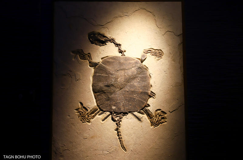 衢州飞越丛林探险乐园,浙江衢州深山