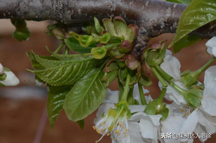 樱桃树如何正确种植,樱桃好吃树难栽真的就这么难么